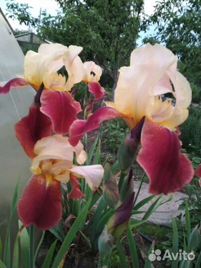 Ирисы бородатые