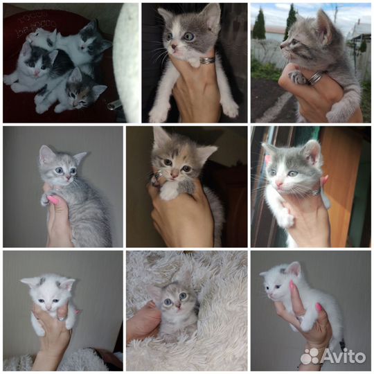 Котята в добрые руки