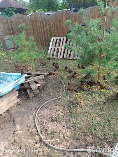 Утки чубарые подсадные для охоты