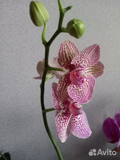 Орхидея фаленопсис