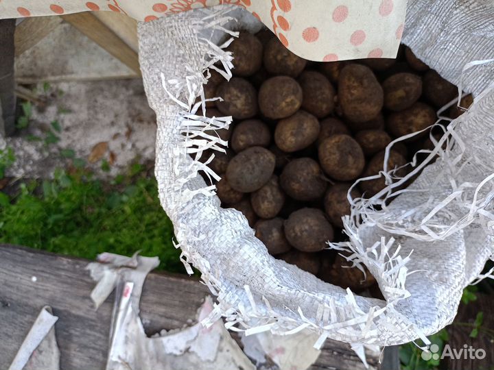 Продам мелкий картофель