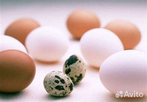 Яйцо перепелиное