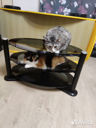 Стойка под телевизор и аппаратуру