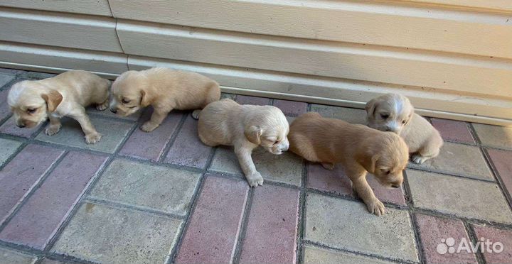 Щенки спаниеля