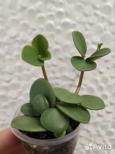 Пеперомии 1 часть