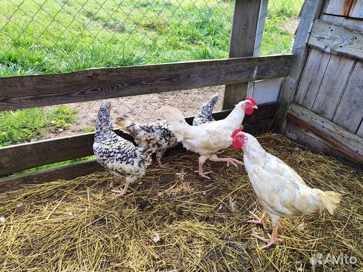 Маран, пушкинская, легбар, лакеданзи, индоутка