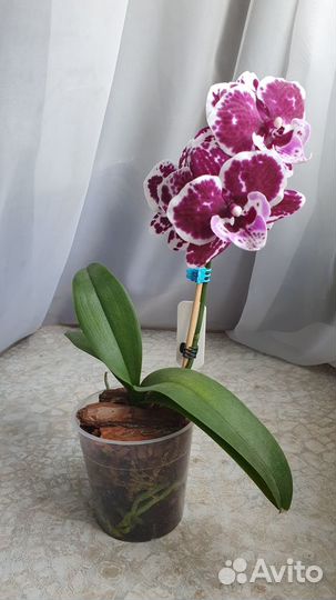 Орхидея фаленопсис биг лип