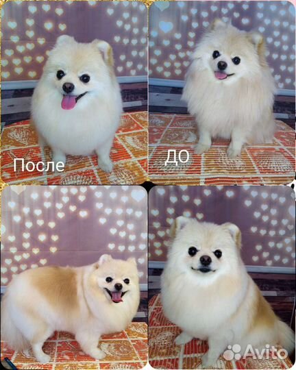 Стрижка собак