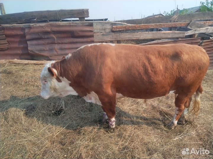 Домашнее животное