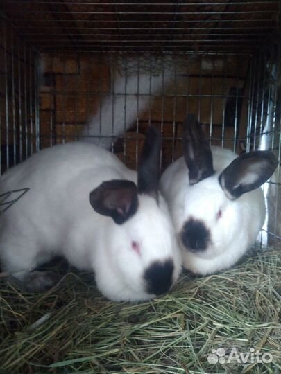 Калифорнийские кролики