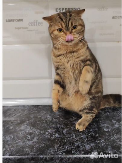 Британская кошка вязка