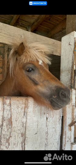 Пони в аренду