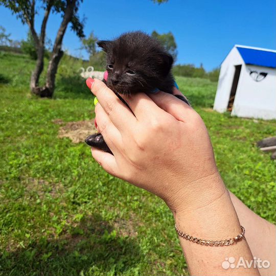 Котята в добрые руки бесплатно