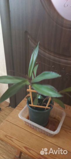 Комнатные цветы