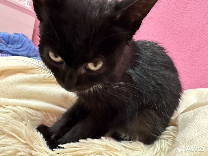Котенок черный