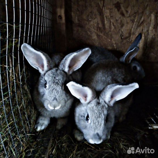 Кролики, крольчата, крольчатина. Мясо кроликов
