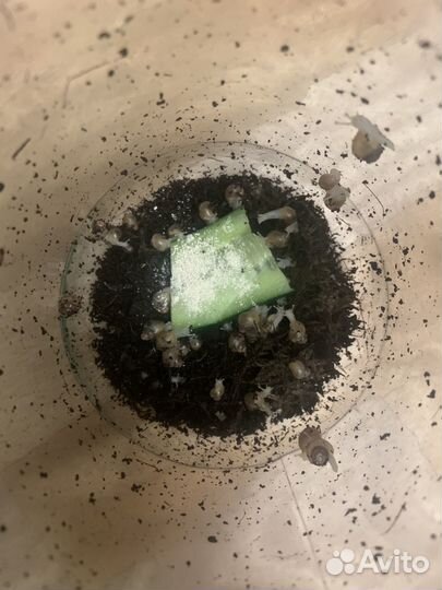 Улитки ахатины фулики альбино малыши