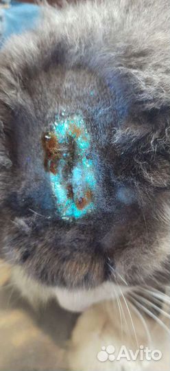 Ветеринарный врач