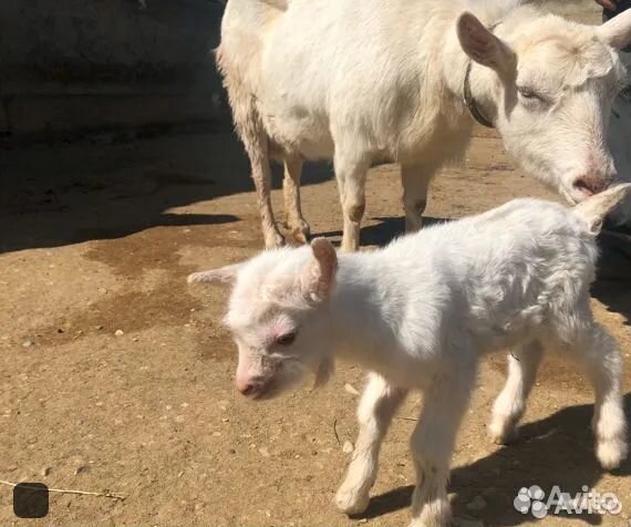 Коза дойная