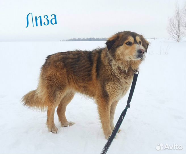 Лиза-добрая и миролюбивая собака (стерилизованная)