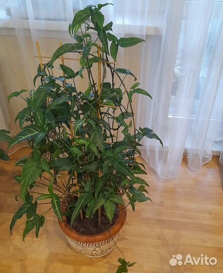 Комнатные цветы