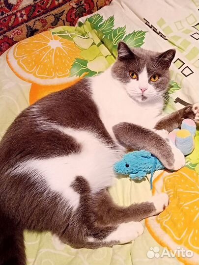 Дымка кошка в добрые руки