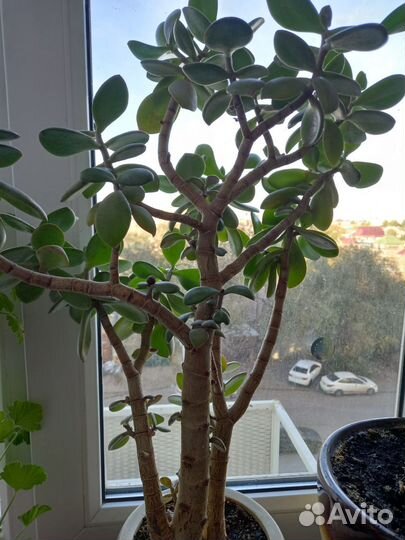 Комнатные растения