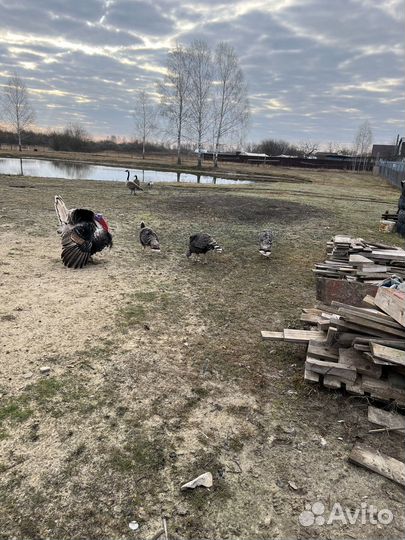 Инкубационное яйцо индейки