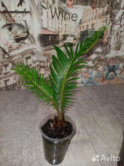 Саговник (цикас)