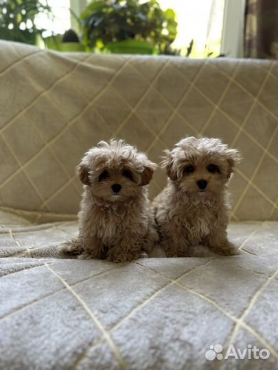 Мальтипу мини ф1