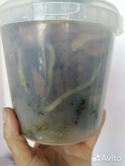 Орхидеи цветущие