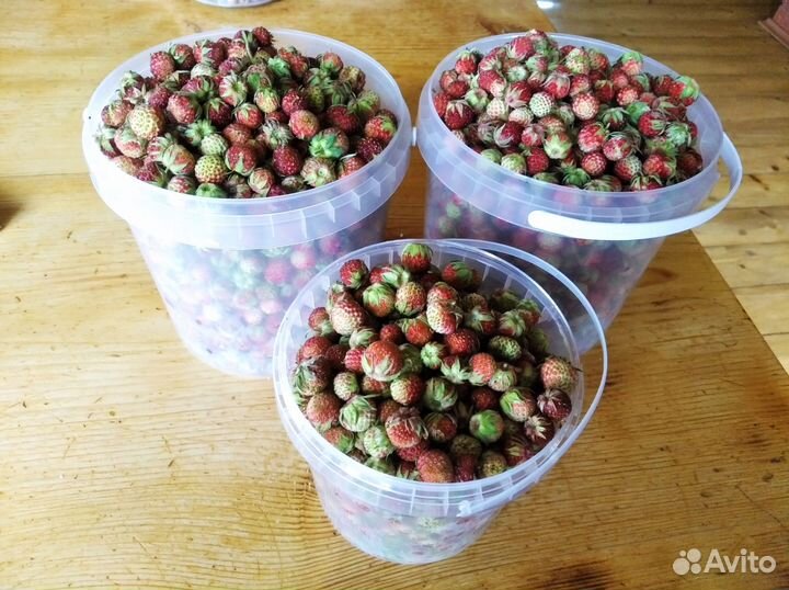 Клубника лесная д. Сизёво