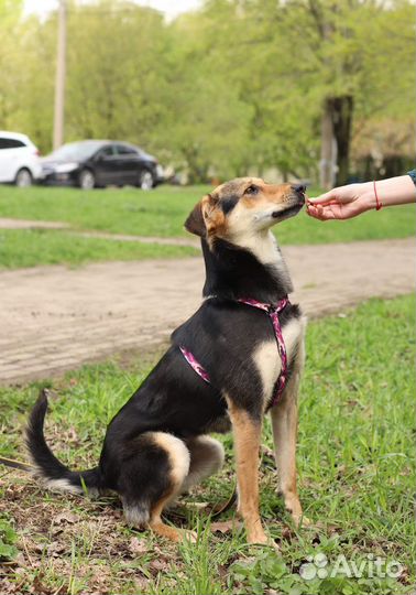 Собака в добрые руки