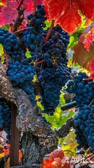 Виноград для сока тех. сортов