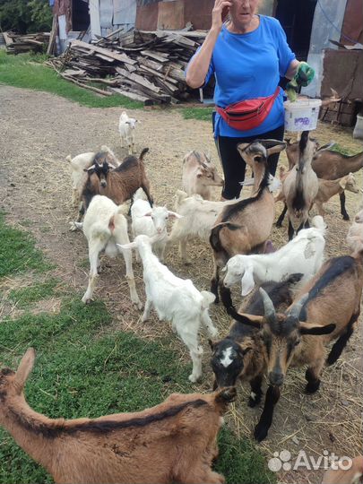 Козлята от 3 до 5 месяцев