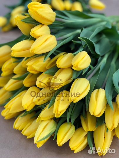 Тюльпаны от производителя