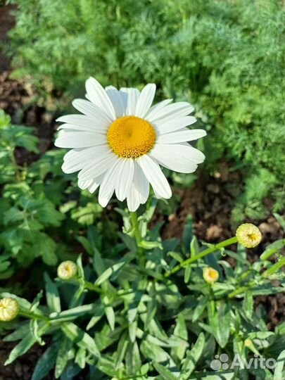 Ромашка садовая