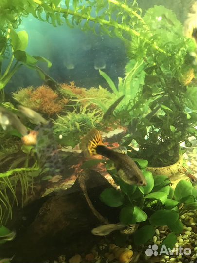 Аквариумные рыбки гуппи