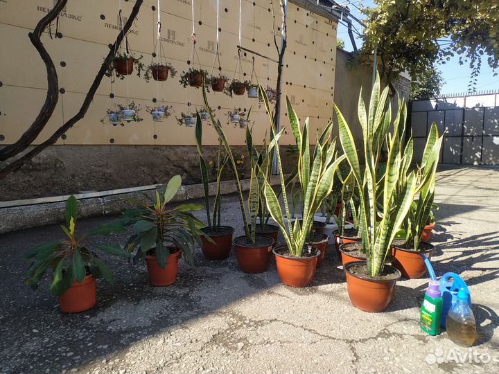 Комнатные цветы