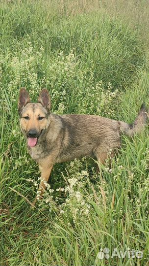 Собака в добрые руки отдам бесплатно