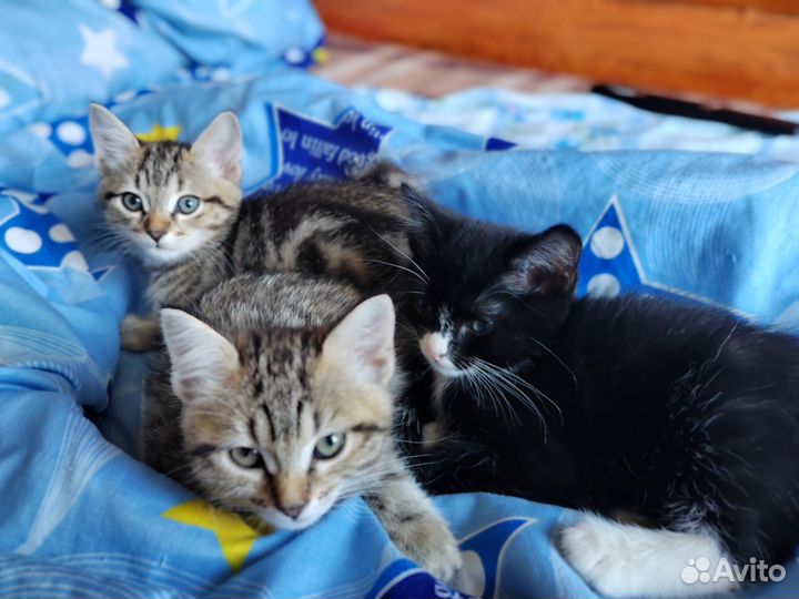 Котята в добрые руки
