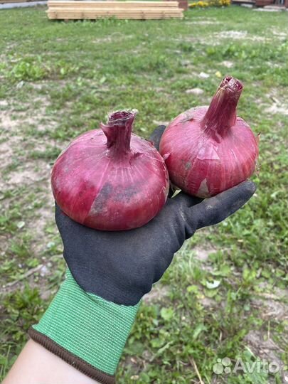Лук Белозерский красный сладкий на еду