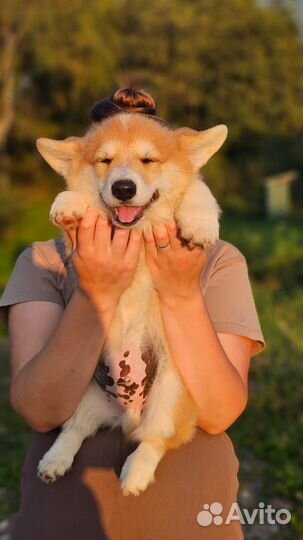 Щенок корги