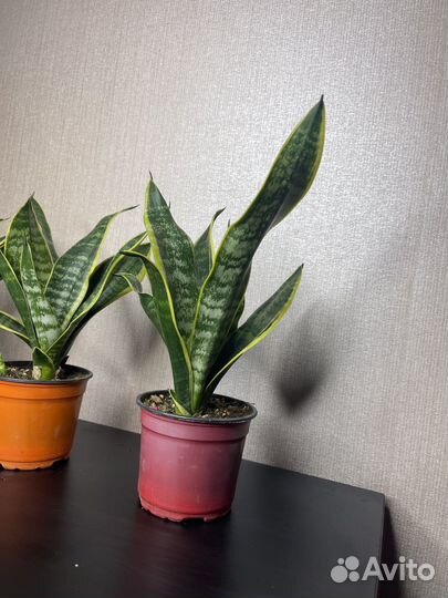 Сансевиерия комнатные цветы