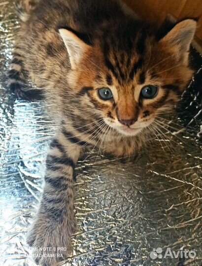 Бенгальская леопардовая кошка