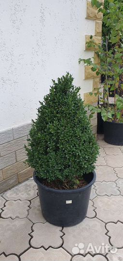 Хвойные растения