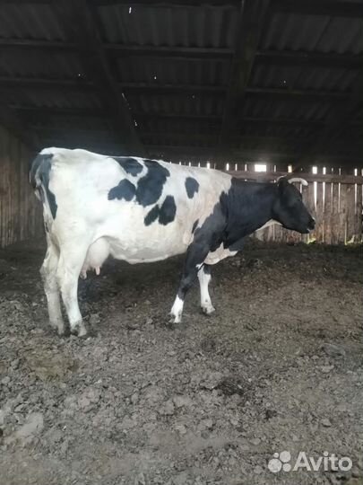 Быки, тёлки, коровы