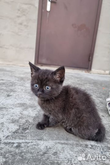 Кошка в дар