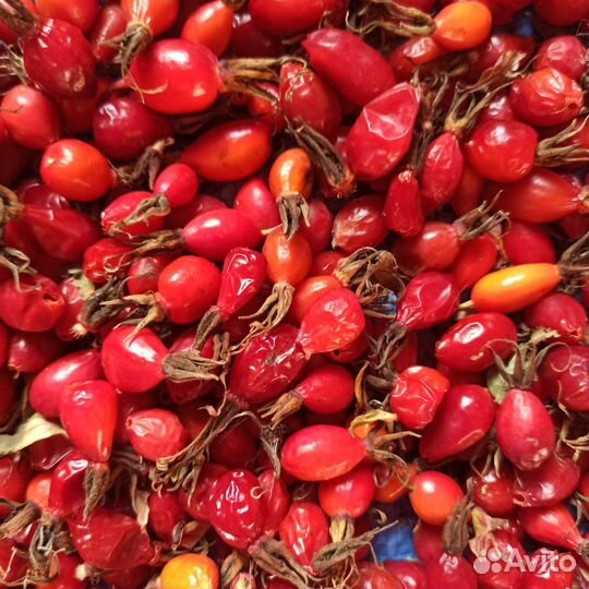 Шиповник дикий,экологически чистый продукт