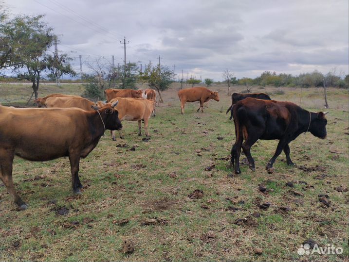 Домашние животные